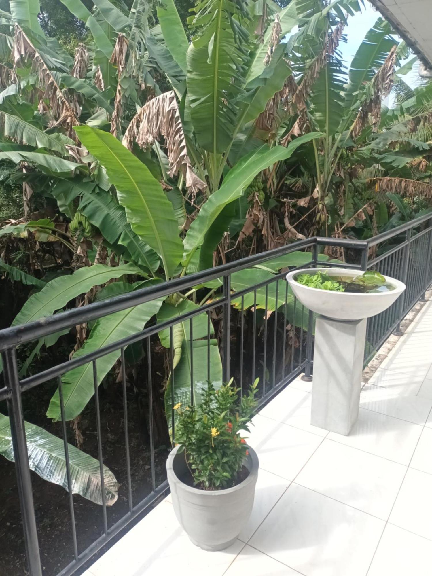 Lovely Flowers In Mount Lavinia Dehiwala-Mount Lavinia Eksteriør bilde